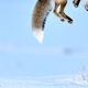 Illustration for article titled The most spectacular wild animal photos of the year